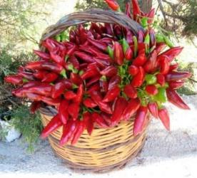 Peperoncino della Calabria di fresco raccolto