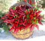 Peperoncino della Calabria di fresco raccolto
