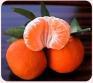 Clementine calabresi della Piana di Sibari